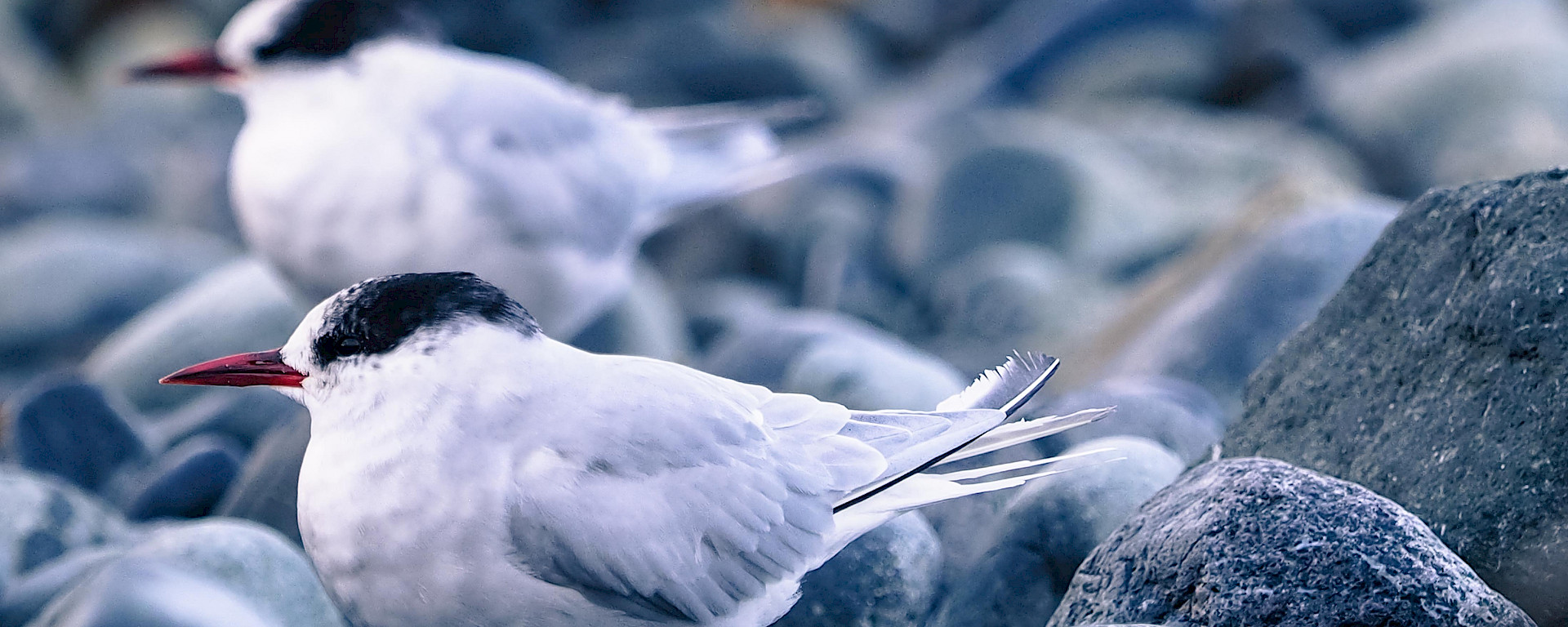 Antarctic terns sitting on rocks