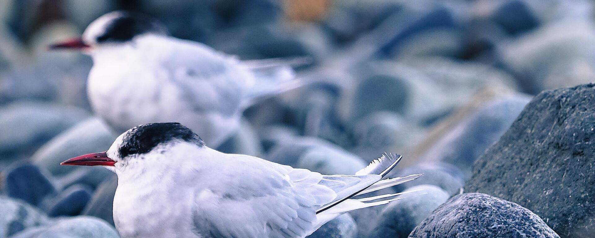 Antarctic terns sitting on rocks