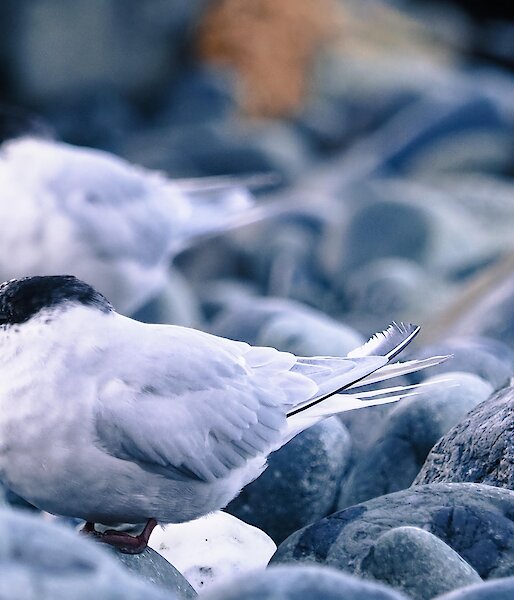 Antarctic terns sitting on rocks