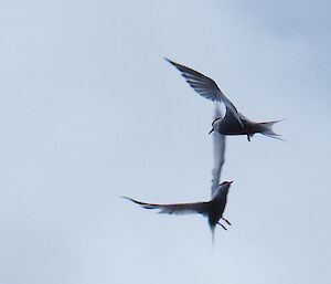 Two Antarctic terns in flight.