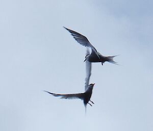 Two Antarctic terns in flight.
