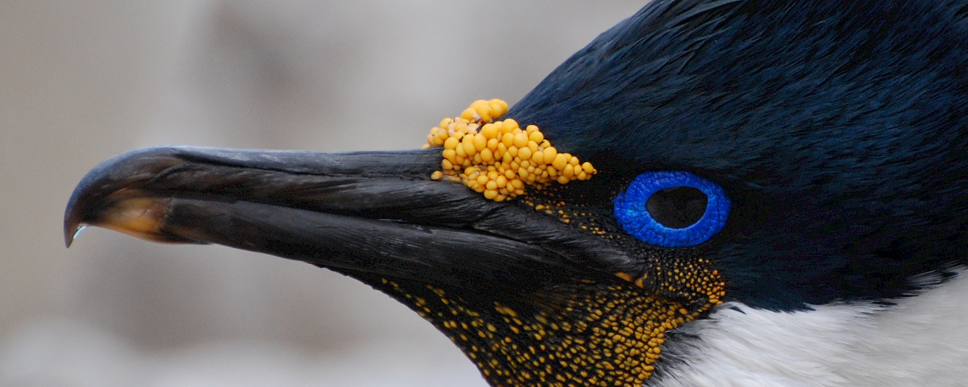 Blue-eyed shag close up of head