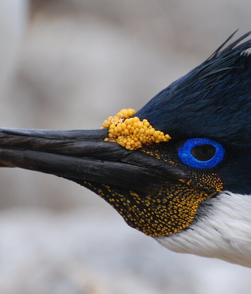 Blue-eyed shag close up of head