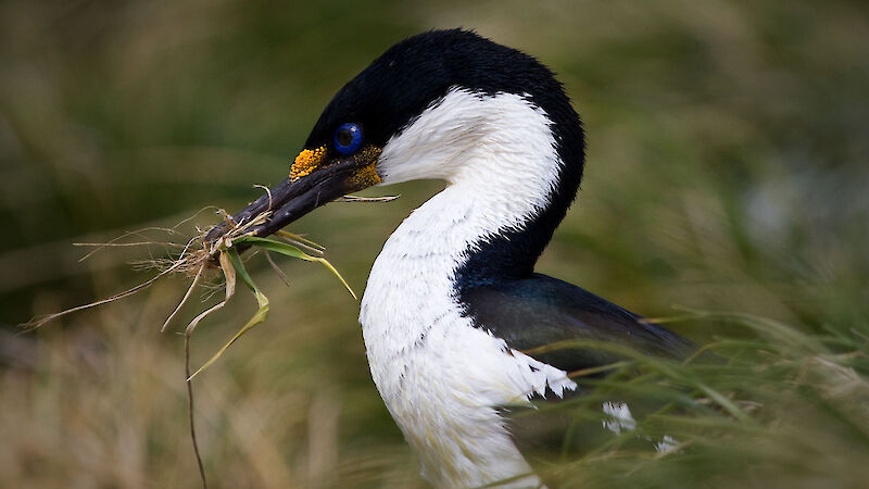 Blue-eyed cormorant gathering nest material
