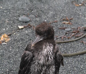 Lonely looking chick grey in colour