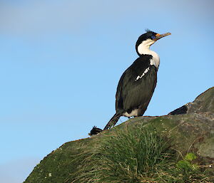 Seabird on rocky slope