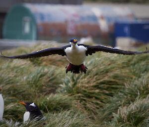 Blue-eyed cormorant in flight above the station gentoo rookery