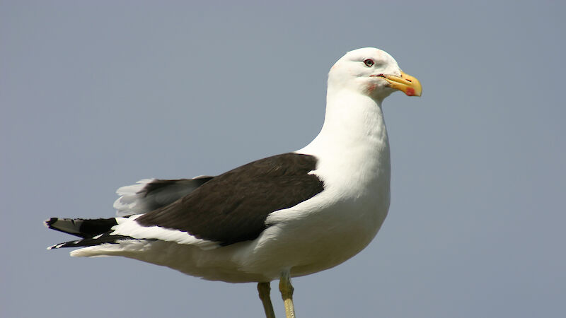 Kelp gull