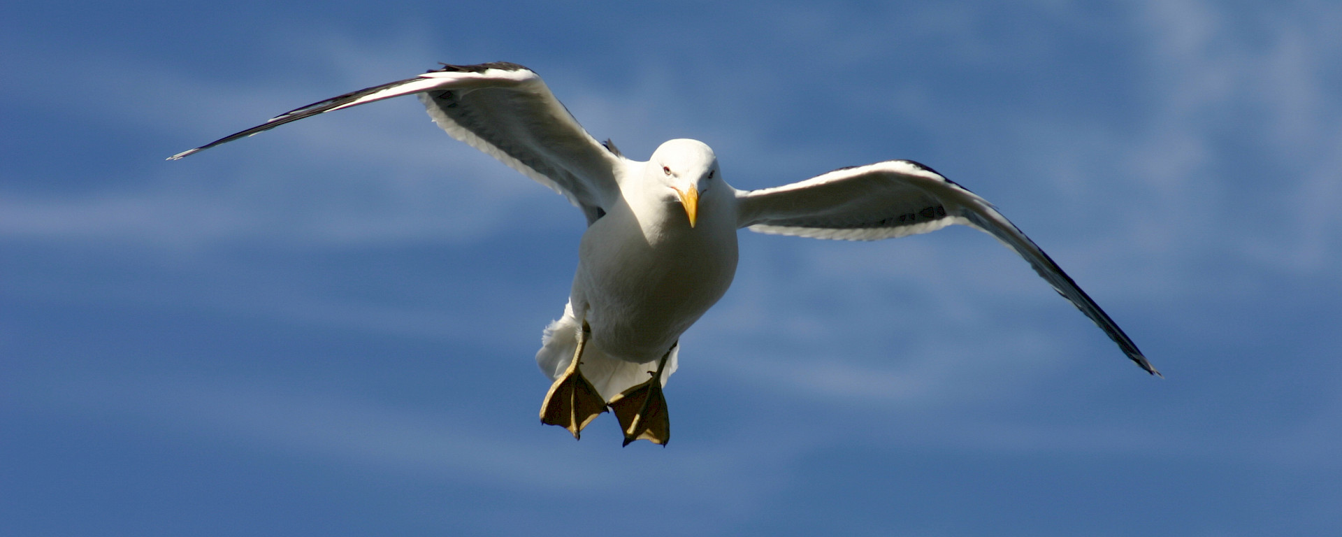 Gull flying in blue sky.