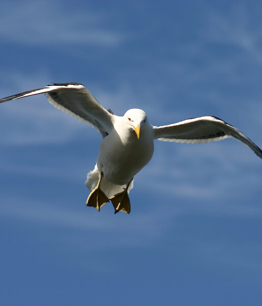 Gull flying in blue sky.