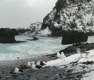 Gulls stand on a rocky, snow covered beach.