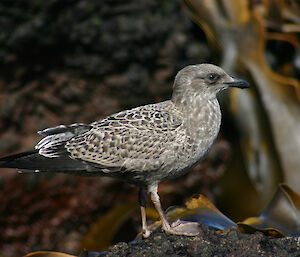 A brown gull stands on a kelp covered beach.