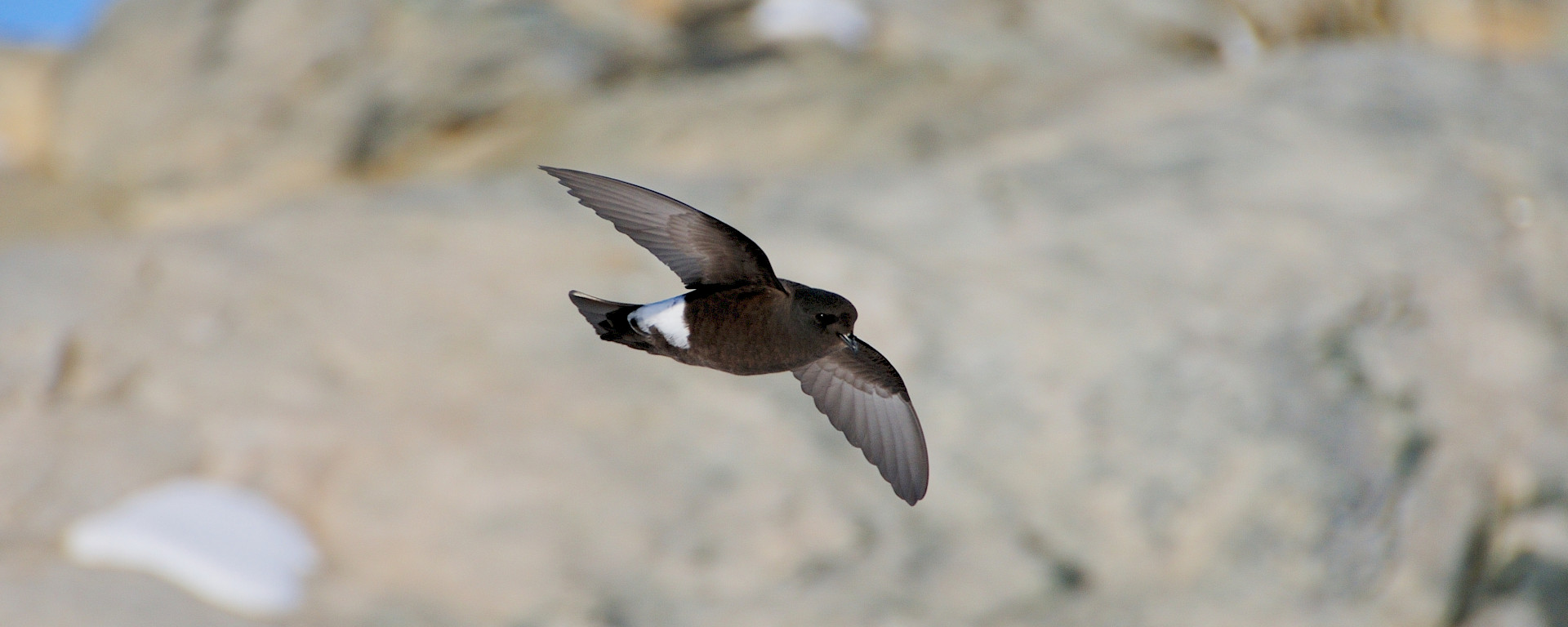 A brown bird flying through a rocky landscape.