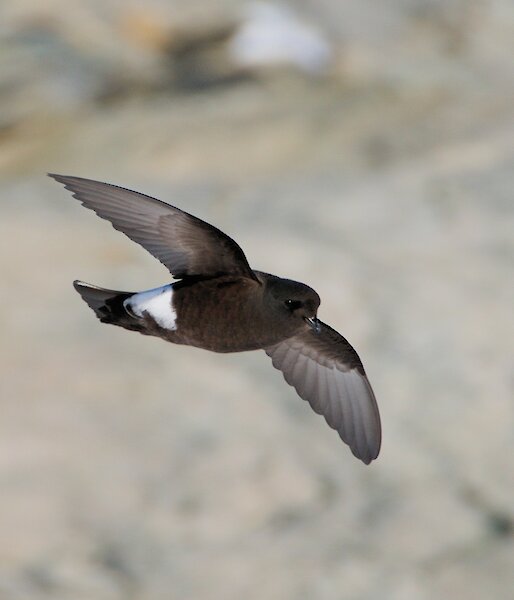 A brown bird flying through a rocky landscape.