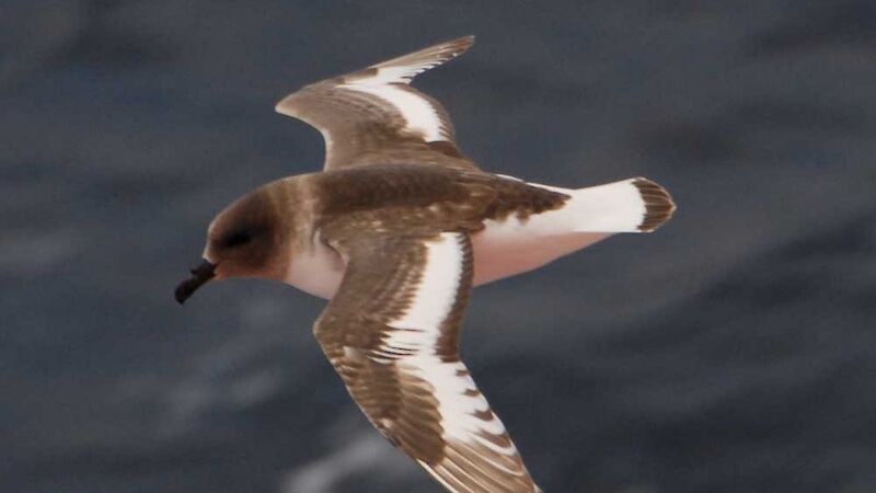 This Antarctic petrel flying shows its chocolate-brown and white wings outstretched.