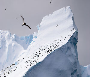 Birds settled on a spectacular ice formation.