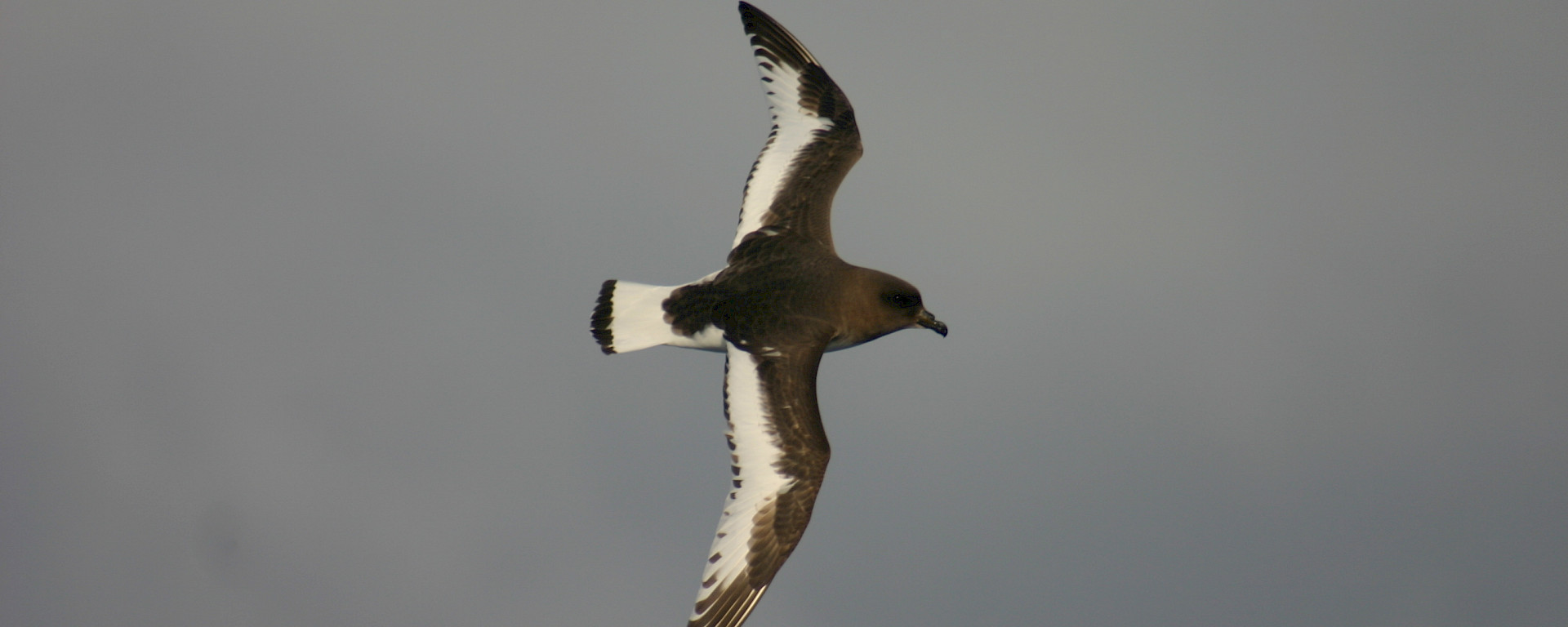 Brown bird flying in a grey sky.