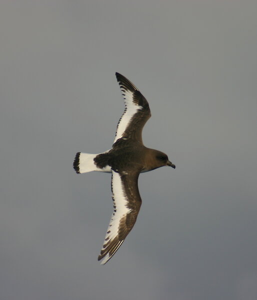 Brown bird flying in a grey sky.