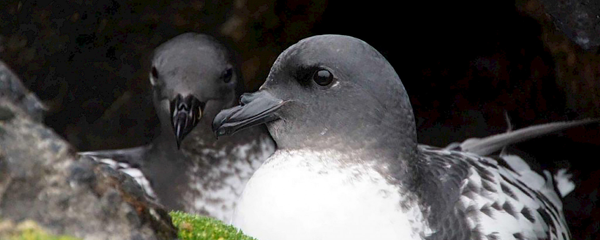 Cape petrel pair at nest site