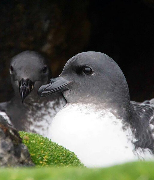 Cape petrel pair at nest site
