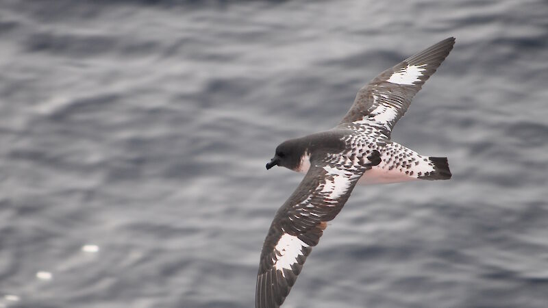 Cape Petrel in flight over a grey sea