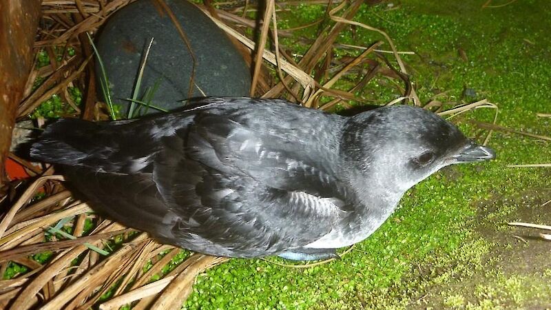 Common diving petrel