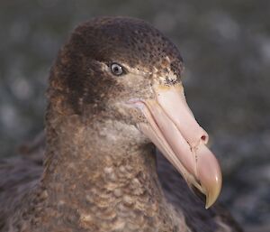 Northern giant petrel close-up