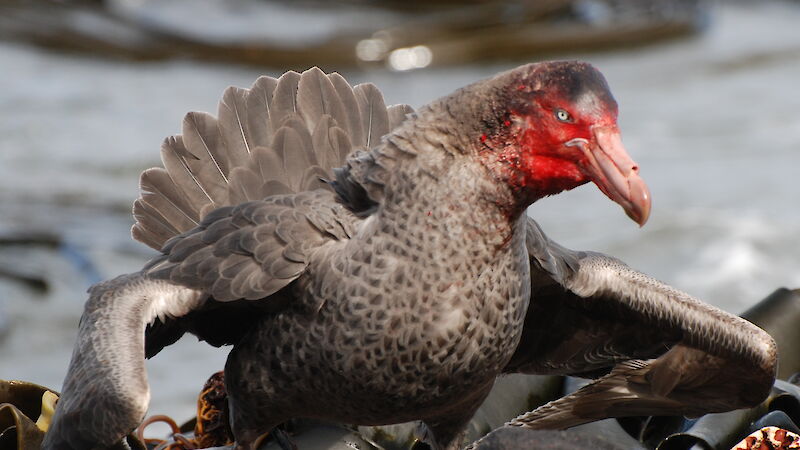 Giant petrel cleaning up the beach