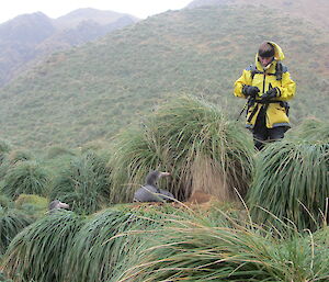 Recording the location of northern giant petrels