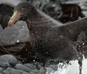 Northern Giant Petrel at the waters edge
