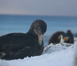 Northern giant petrel in the snow