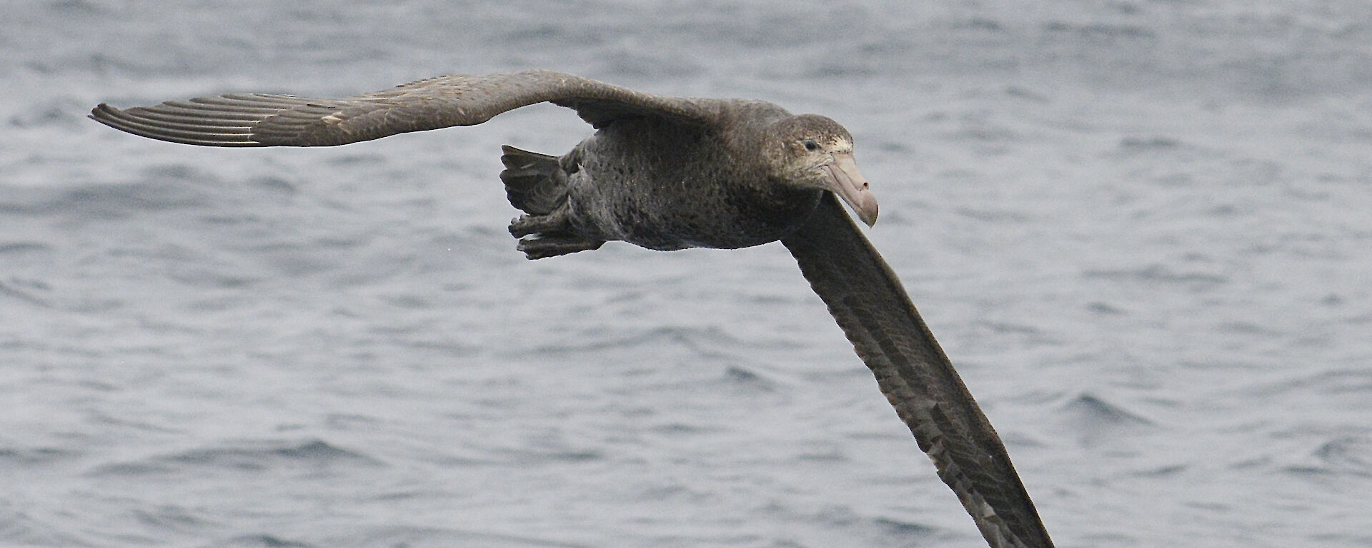 Northern giant petrel in flight