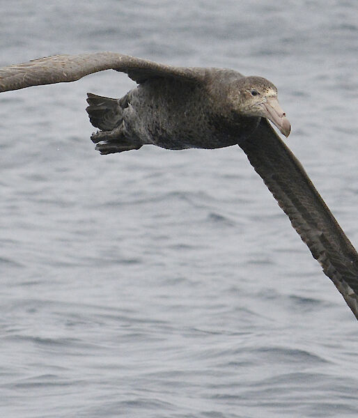 Northern giant petrel in flight
