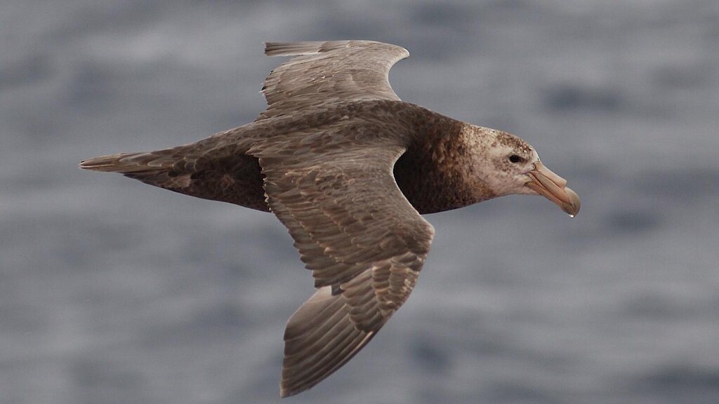 Southern giant petrel — Australian Antarctic Program