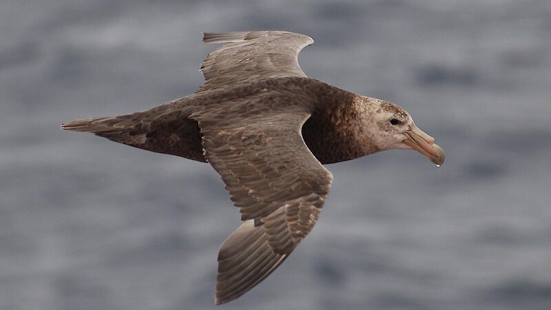 This dark-feathered Southern giant petrel flies over water with wings spread. .