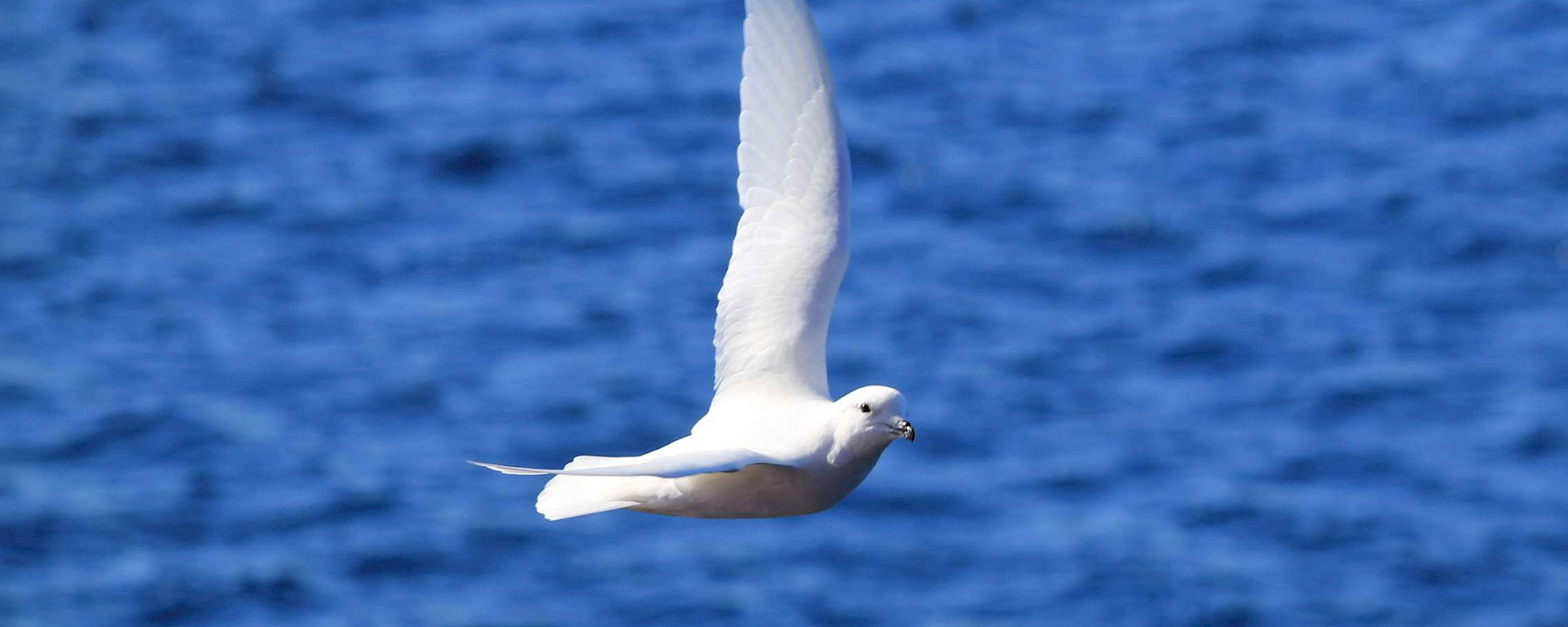 Snow petrel flying over a blue background