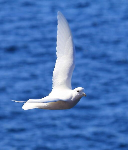 Snow petrel flying over a blue background