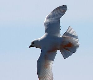 Koi-coloured snow petrel