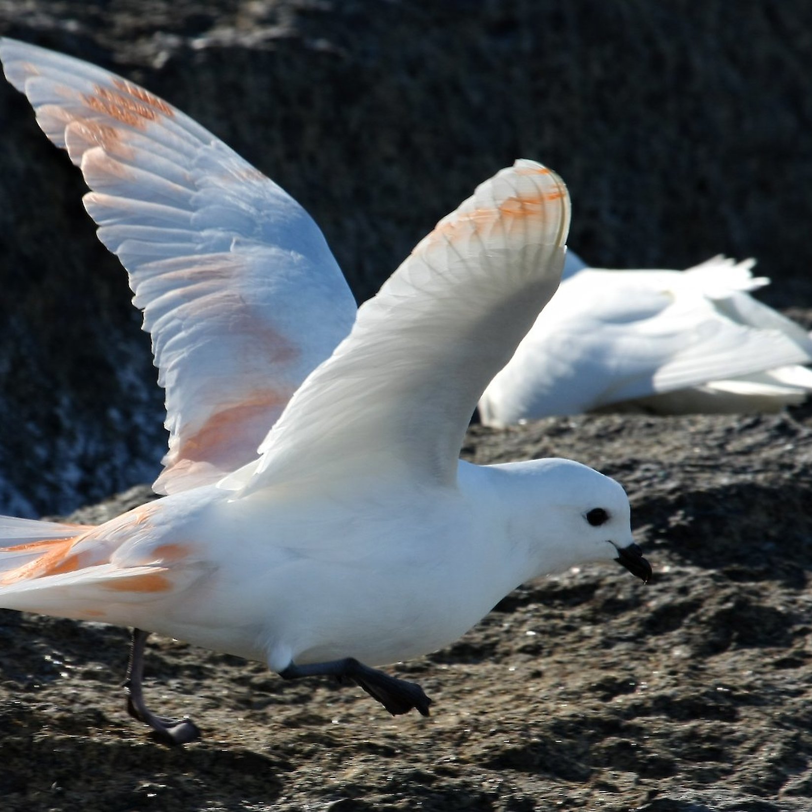 Flying birds photo gallery — Australian Antarctic Program