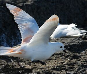 Snow petrel