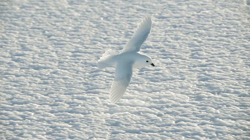 Snow petrel off Mawson.