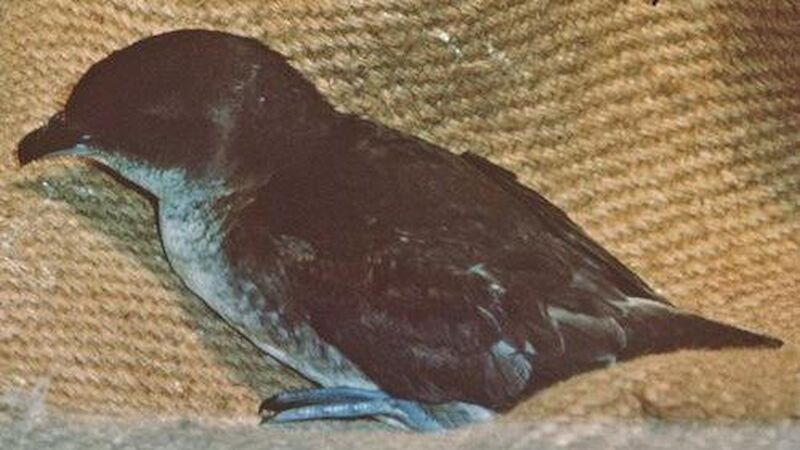 Common diving petrel sitting on cloth