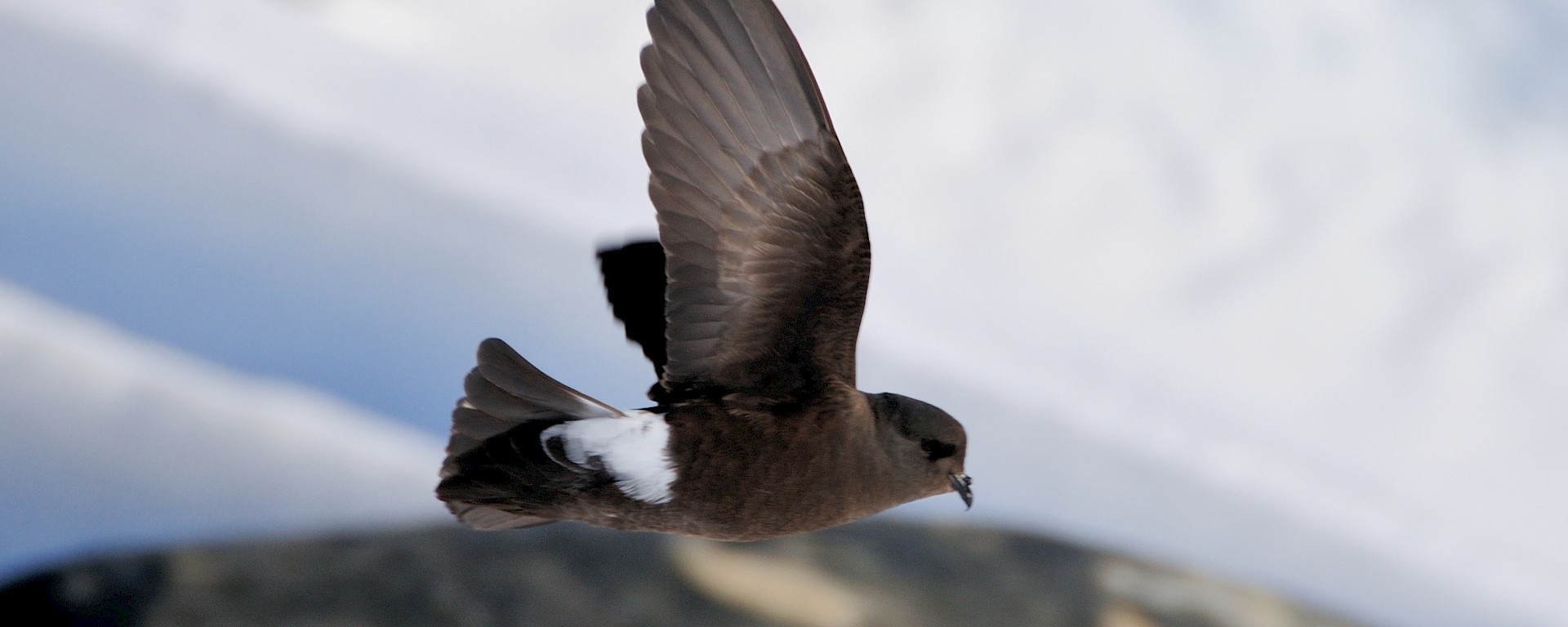 A brown bird flying over a snow and rock landscape.