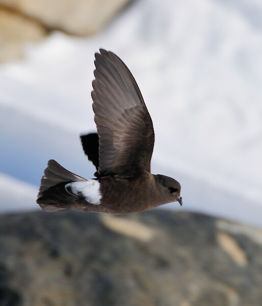 A brown bird flying over a snow and rock landscape.
