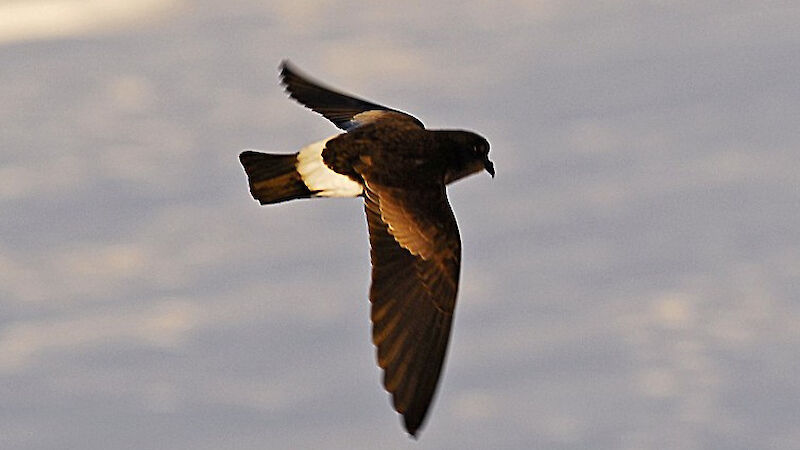 Wilson’s storm petrel with short, rounded wings flies across the water’s surface.