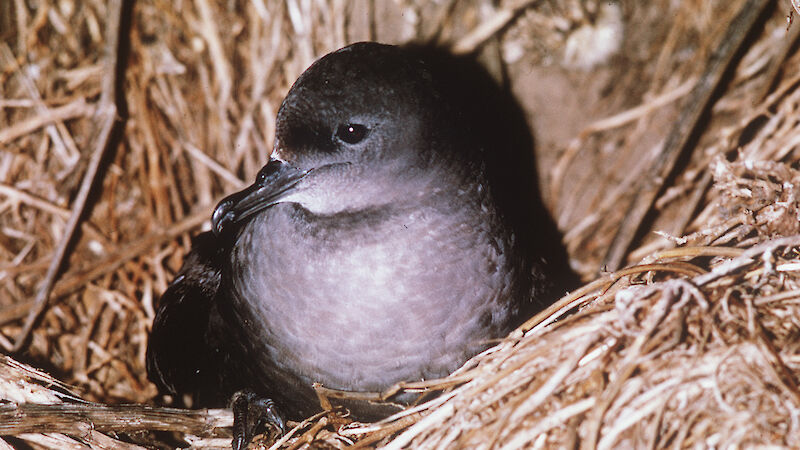 The short-tailed shearwater here sits nestled into a bed of grass.