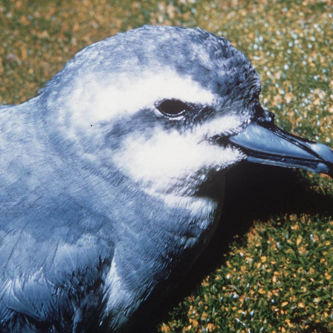 Antarctic prion — Australian Antarctic Program