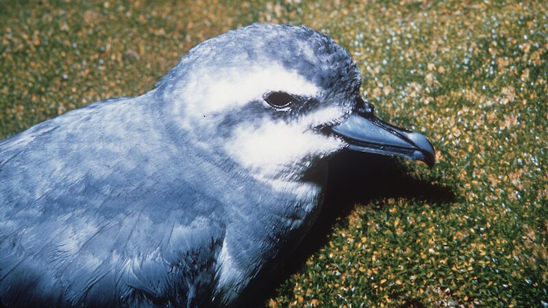 Antarctic prion is a small, grey-feathered sea bird