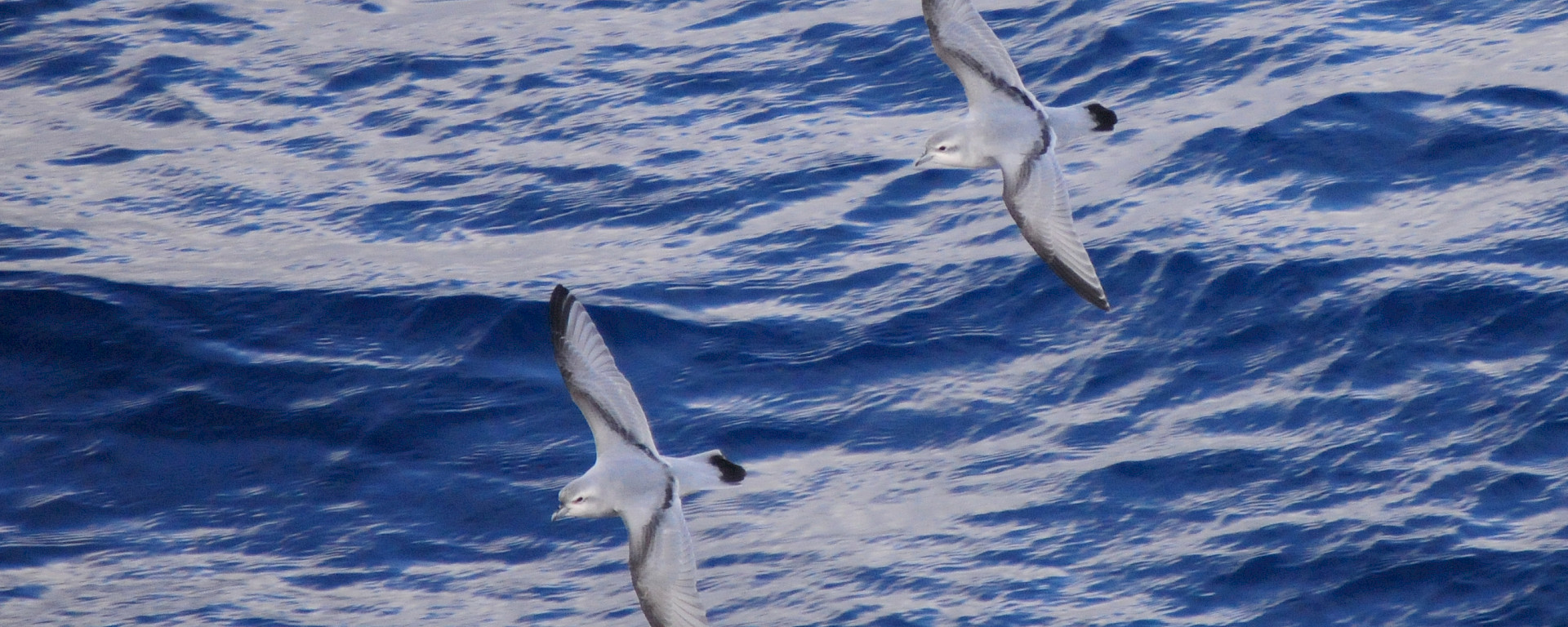 Pair small birds in flight over water