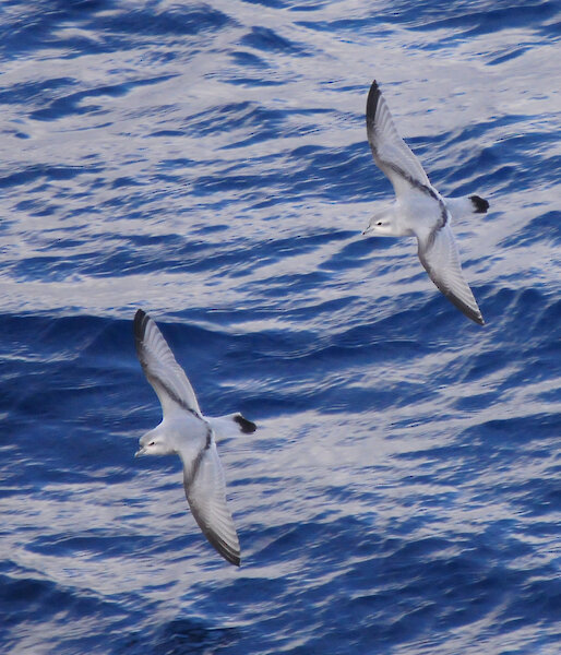 Pair small birds in flight over water